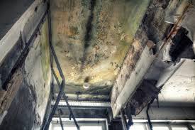 Best Mold Damage Restoration  in Eaton Estates, OH